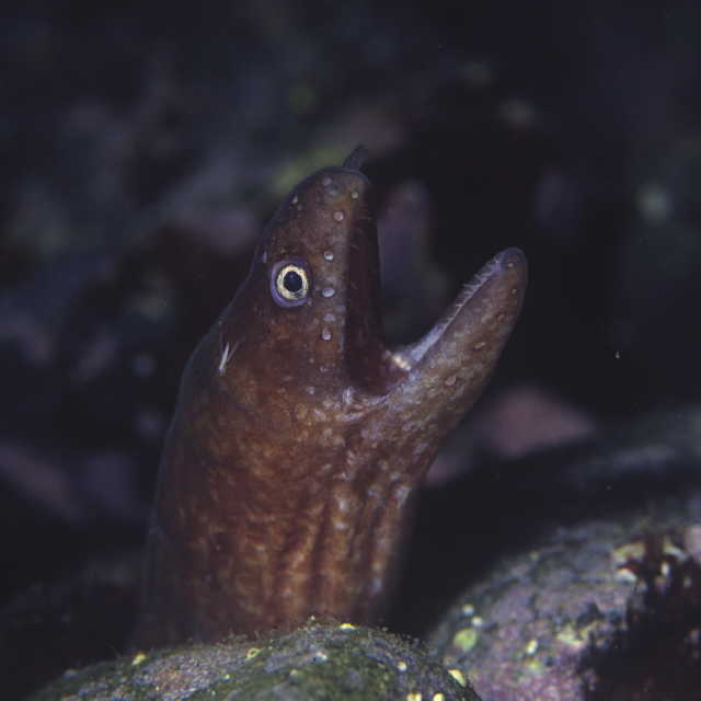 Uropterygius macrocephalus